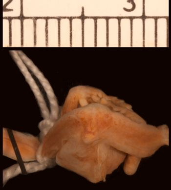 Media type: image;   Herpetology A-24918